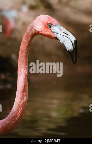 Un gros plan vertical de flamants roses américains montrant son long et mince cou. Phénicopterus ruber. Banque D'Images