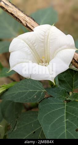 Un gros plan d'une fleur de pomme d'épine (Datura stramonium) Banque D'Images