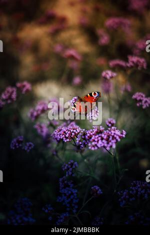 Un sélectif d'un paon européen (Aglais io) sur des fleurs en résilte Banque D'Images