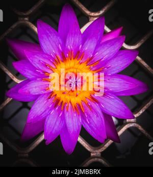 Gros plan d'une fleur de lotus violet entièrement fleurie sur une surface métallique Banque D'Images