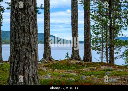 Une belle photo des écorces d'arbres avec vue sur le lac Lofsdalen en Suède Banque D'Images