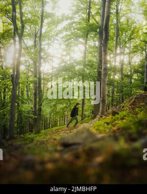 Un randonneur mâle dans une forêt dense et verte Banque D'Images