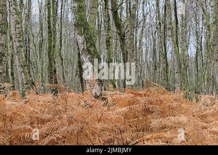 Totes Moor (Morte Moor) - Forêt de bouleau avec saumâtre, Allemagne Banque D'Images