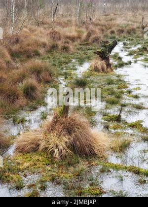 Totes Moor (Morte Moor) - surface de l'eau entre les herbes, Allemagne Banque D'Images