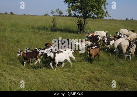 Troupeau de moutons et chèvres, gestion du paysage Banque D'Images