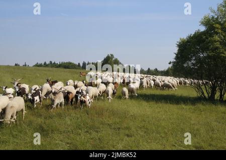 Gestion du paysage par troupeau de moutons et de chèvres Banque D'Images