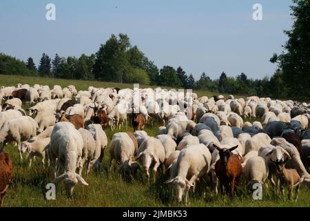 Gestion du paysage par troupeau de moutons et de chèvres Banque D'Images