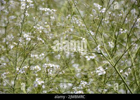 A closeup of colewort flowers blooming in the garden Stock Photo