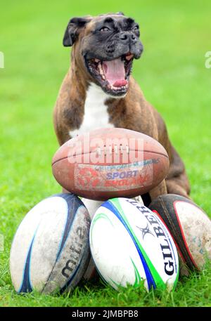 BALLS Bess The Boxer a été membre à vie de son club de rugby local après leur avoir sauvé des milliers de livres en trouvant leurs balles perdues. La Kindle, âgée de huit ans, a trouvé plus de 180 balles de rugby en seulement trois ans car elle apprécie ses promenades autour de la haie qui entoure le club de rugby de Havant dans le Hampshire. Les propriétaires Bryan et Sue Perolls ont été étonnés la première fois que Bess a trouvé l'une des £20 balles, pensant qu'elle aboyait à un chat. Mais maintenant elle les trouve tout le temps et a sauvé le club plus de £3000. M. Perolls , 55 ans, a déclaré que '' Bess est si excitée quand elle trouve une balle, elle saute Banque D'Images