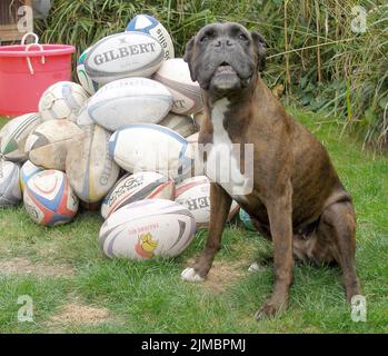 BALLS Bess The Boxer a été membre à vie de son club de rugby local après leur avoir sauvé des milliers de livres en trouvant leurs balles perdues. La Kindle, âgée de huit ans, a trouvé plus de 180 balles de rugby en seulement trois ans car elle apprécie ses promenades autour de la haie qui entoure le club de rugby de Havant dans le Hampshire. Les propriétaires Bryan et Sue Perolls ont été étonnés la première fois que Bess a trouvé l'une des £20 balles, pensant qu'elle aboyait à un chat. Mais maintenant elle les trouve tout le temps et a sauvé le club plus de £3000. M. Perolls , 55 ans, a déclaré que '' Bess est si excitée quand elle trouve une balle, elle saute Banque D'Images