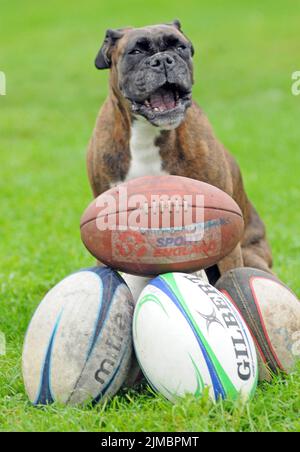 BALLS Bess The Boxer a été membre à vie de son club de rugby local après leur avoir sauvé des milliers de livres en trouvant leurs balles perdues. La Kindle, âgée de huit ans, a trouvé plus de 180 balles de rugby en seulement trois ans car elle apprécie ses promenades autour de la haie qui entoure le club de rugby de Havant dans le Hampshire. Les propriétaires Bryan et Sue Perolls ont été étonnés la première fois que Bess a trouvé l'une des £20 balles, pensant qu'elle aboyait à un chat. Mais maintenant elle les trouve tout le temps et a sauvé le club plus de £3000. M. Perolls , 55 ans, a déclaré que '' Bess est si excitée quand elle trouve une balle, elle saute Banque D'Images