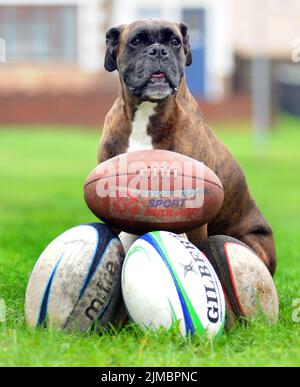 BALLS Bess The Boxer a été membre à vie de son club de rugby local après leur avoir sauvé des milliers de livres en trouvant leurs balles perdues. La Kindle, âgée de huit ans, a trouvé plus de 180 balles de rugby en seulement trois ans car elle apprécie ses promenades autour de la haie qui entoure le club de rugby de Havant dans le Hampshire. Les propriétaires Bryan et Sue Perolls ont été étonnés la première fois que Bess a trouvé l'une des £20 balles, pensant qu'elle aboyait à un chat. Mais maintenant elle les trouve tout le temps et a sauvé le club plus de £3000. M. Perolls , 55 ans, a déclaré que '' Bess est si excitée quand elle trouve une balle, elle saute Banque D'Images