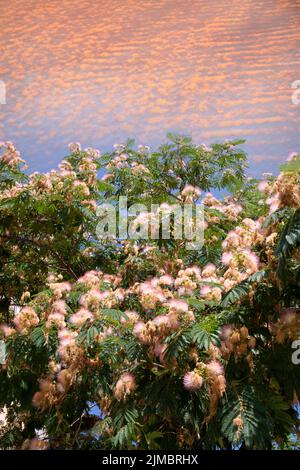 Calvi Corse mer méditerranée, fleurs Mimosa Banque D'Images