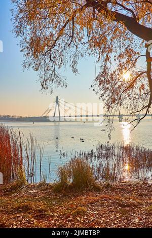 Les branches de saule à feuillage d'automne jaune agitant dans le vent devant la rivière Dnieper au lever du soleil, Kiev, Ukraine Banque D'Images