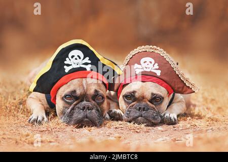 Chiens de Bulldog français portant des chapeaux de déguisement de pirate d'Halloween Banque D'Images