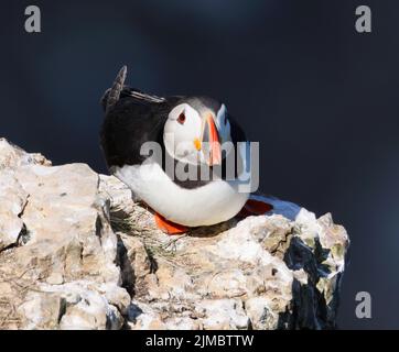 Un magnifique Puffin emblématique sur Bempton Cliffs Yorkshire Banque D'Images