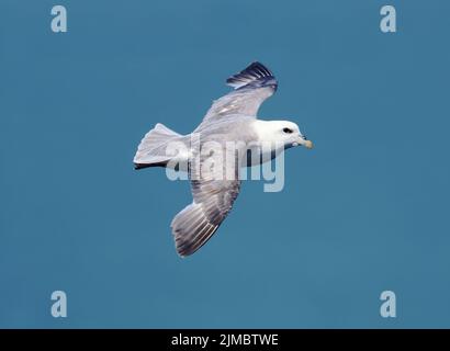 Fulmar en vol à Bempton Cliffs Yorkshire Royaume-Uni Banque D'Images