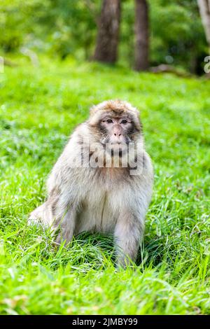 Singe macaque de Barbarie (macaque de Barbarie) à Trentham Monkey Forest, Stoke-on-Trent, Staffordshire, Royaume-Uni Banque D'Images