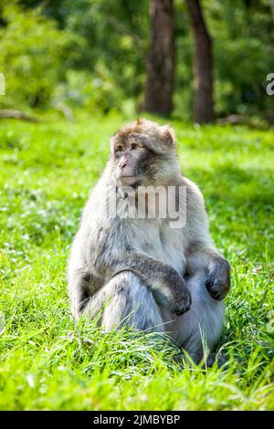 Singe macaque de Barbarie (macaque de Barbarie) à Trentham Monkey Forest, Stoke-on-Trent, Staffordshire, Royaume-Uni Banque D'Images