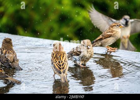 Un groupe d'épars de maison ( Passer domesticus) baignant dans l'eau sur un toit de maison plat. Repéré lors de l'observation des oiseaux par un photographe aviateur. Banque D'Images