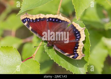 Le manteau de deuil Nymphalis Antiopa Butterfly Banque D'Images