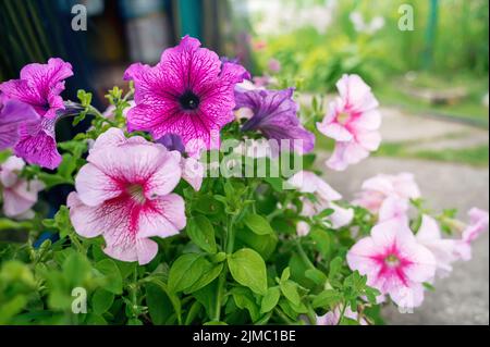 Pétunia atkinsiana hybrida grandiflora fleurs violettes rose vif en fleur, plante à fleurs en balcon, feuilles vertes. Banque D'Images