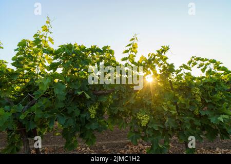 Raisins de vin blanc dans le vignoble à l'heure de la journée. Grappes de raisin vert de vin blanc sur vigne vignoble fruitière bio à suanphung, ratchaburi thaïlande. Banque D'Images