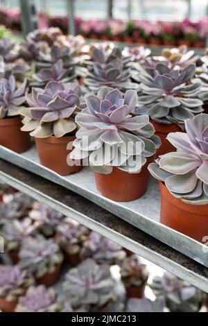 Sucettes plantées dans des pots bruns similaires en grandes rangées sur l'étagère à vendre dans la boutique de fleurs Banque D'Images