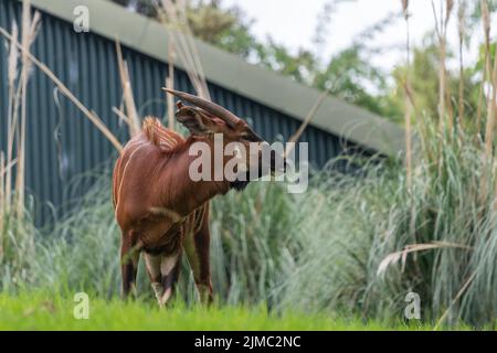 Portrait d'un bongo oriental (tragelaphus eurycerus isaaci) dans un zoo Banque D'Images