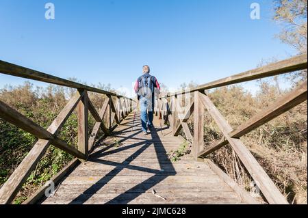 Randonneur (60 ans) sur une passerelle en bois . Banque D'Images