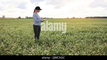 une agronome féminine avec un comprimé vérifie la croissance d'un champ avec des fleurs de sarrasin. la femme examine le champ et saisit les données dans un numérique Banque D'Images