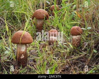 Bolete de Foxy, Leccinum vulpinum Banque D'Images