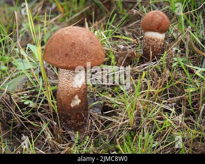 Bolete de Foxy, Leccinum vulpinum Banque D'Images