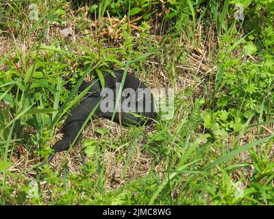 Additionneur noire, vipera berus, Banque D'Images