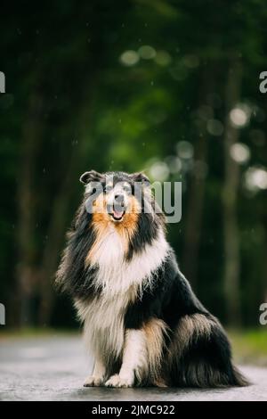 Tricolor Collie, drôle Scottish Collie, Collie à poil long, Collie anglaise, Lassie Dog Outdoors en été. Portrait. Noir et brun et fourrure blanche Banque D'Images
