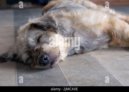 Chien animal de compagnie dormir paresseux couché canin concept assis. Banque D'Images