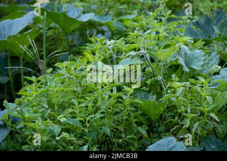 Basilic Saint, herbes aux fleurs de basilic dans le jardin Banque D'Images