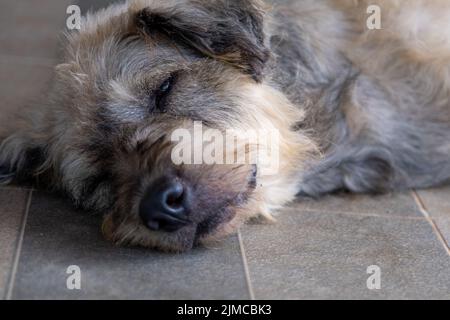 Gros plan chien sommeil d'animal paresseux couché canin concept. Banque D'Images
