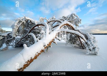 Un arbre dans la neige se trouve sur la rive d'un lac gelé Banque D'Images