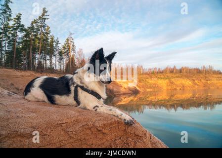 Le chien regarde dans la distance sur la rive d'une garde de sable Banque D'Images