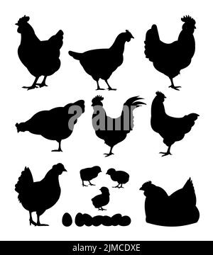 Poulets en pâturage. Silhouette de l'image. Animaux de la ferme. Volaille domestique pour obtenir des oeufs. Isolé sur fond blanc. Vecteur Illustration de Vecteur