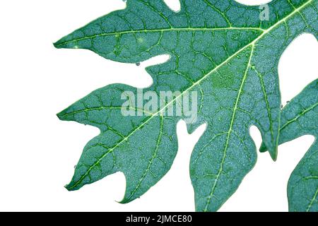 Goutte de pluie sur la feuille de papaye afficher le motif avec le bord de l'ombre, sélectionner la mise au point, isoler l'arrière-plan blanc Banque D'Images