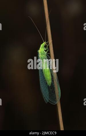 Le vert commun lacuse est un insecte vert lime, délicat, avec des ailes translucides, à la forme d'une partie de la veinée. Il est commun dans les jardins et les parcs. Banque D'Images