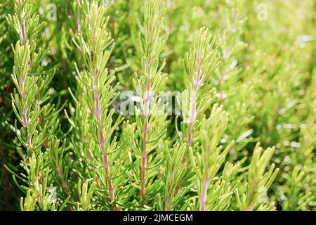 Romarin frais plante dans le jardin ensoleillé (Salvia Rosmarinus ou Rosmarinus officinalis L.) Banque D'Images