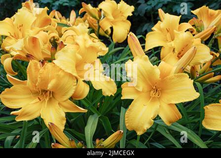 La journée des Hemerocallis fleurit dans le jardin. Dumortieri Morr ou race de Lyllypop jaune Banque D'Images