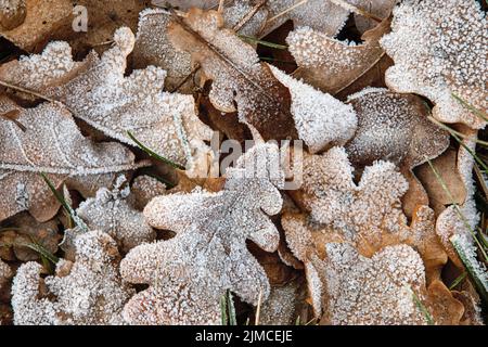 Feuilles de chêne déchue recouvertes de premier givre pour un fond naturel Banque D'Images