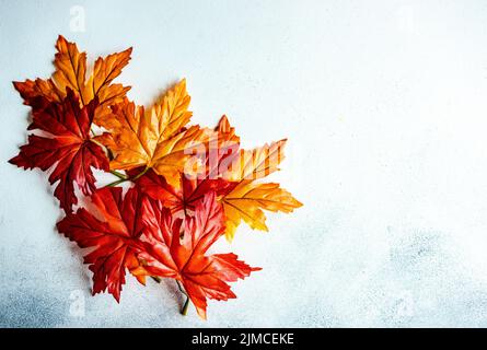 Feuilles d'érable rouge vif et jaune sur fond de béton Banque D'Images