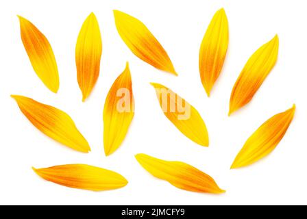 Pétales de tournesol isolés sur fond blanc Banque D'Images