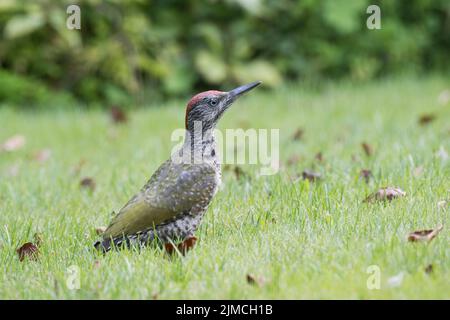 Pic vert européen juvénile (Picus viridis), Emsland, Basse-Saxe, Allemagne Banque D'Images