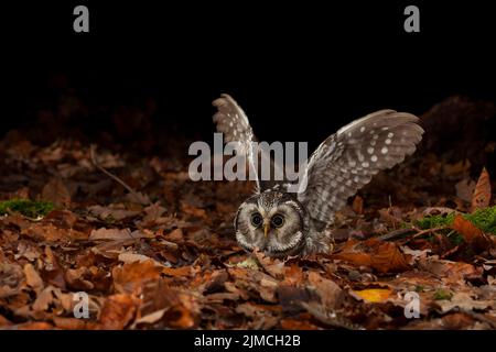 La chouette de Tengmalm (Aegolius funereus) lors d'une attaque de proies, Thuringe, Allemagne Banque D'Images